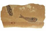 Jurassic Fossil Fish (Hulettia) - Cowley, Wyoming #188845-1
